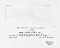 Image of Belonopsis atriella